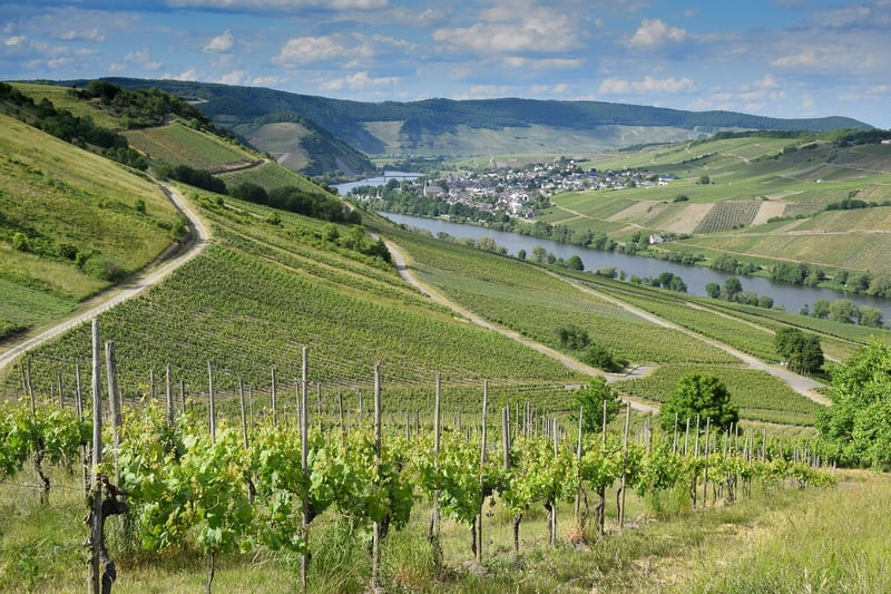 Vineyard Settings